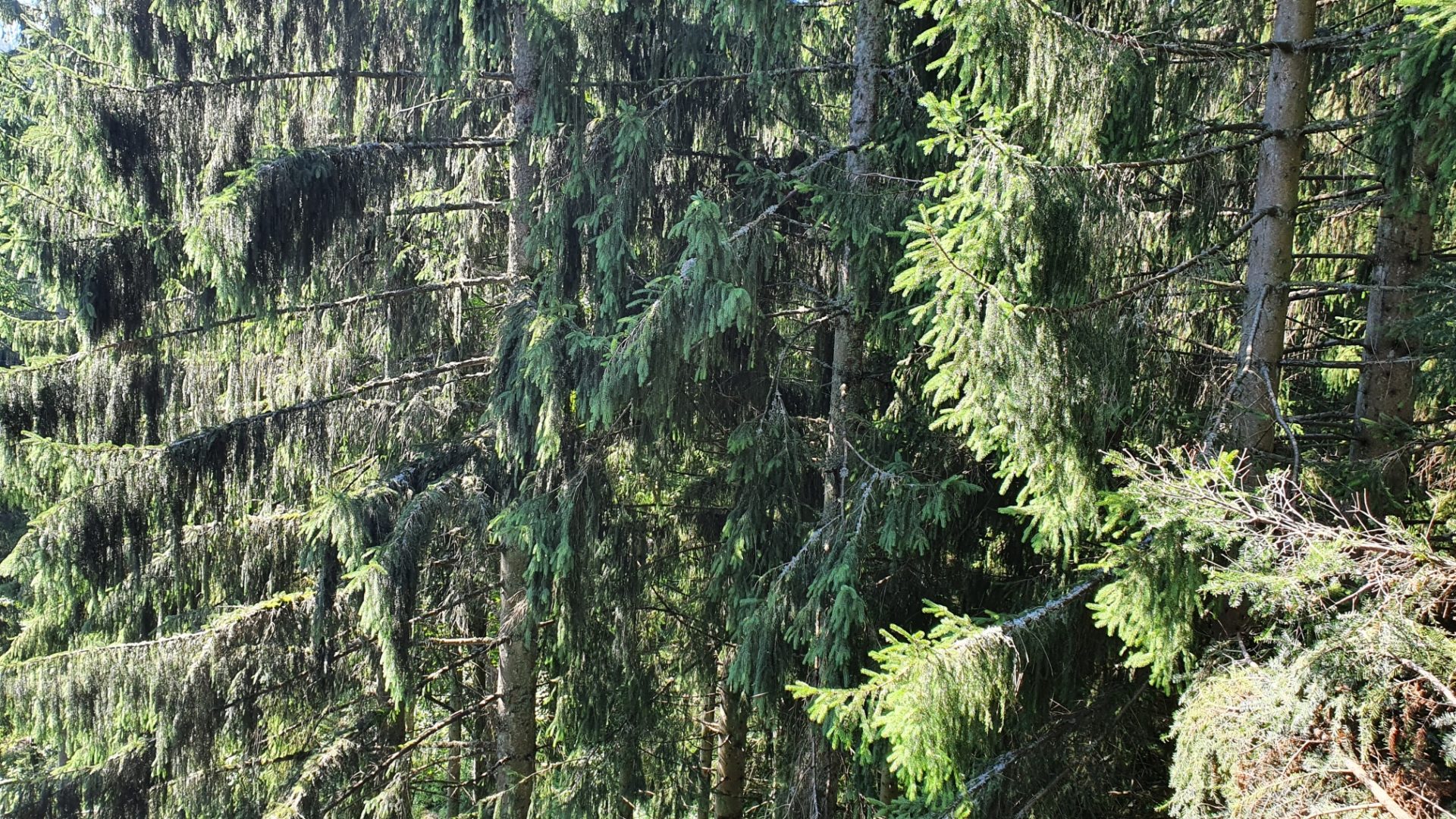 Blick in die Baumkronen im Nationalpark Schwarzwald