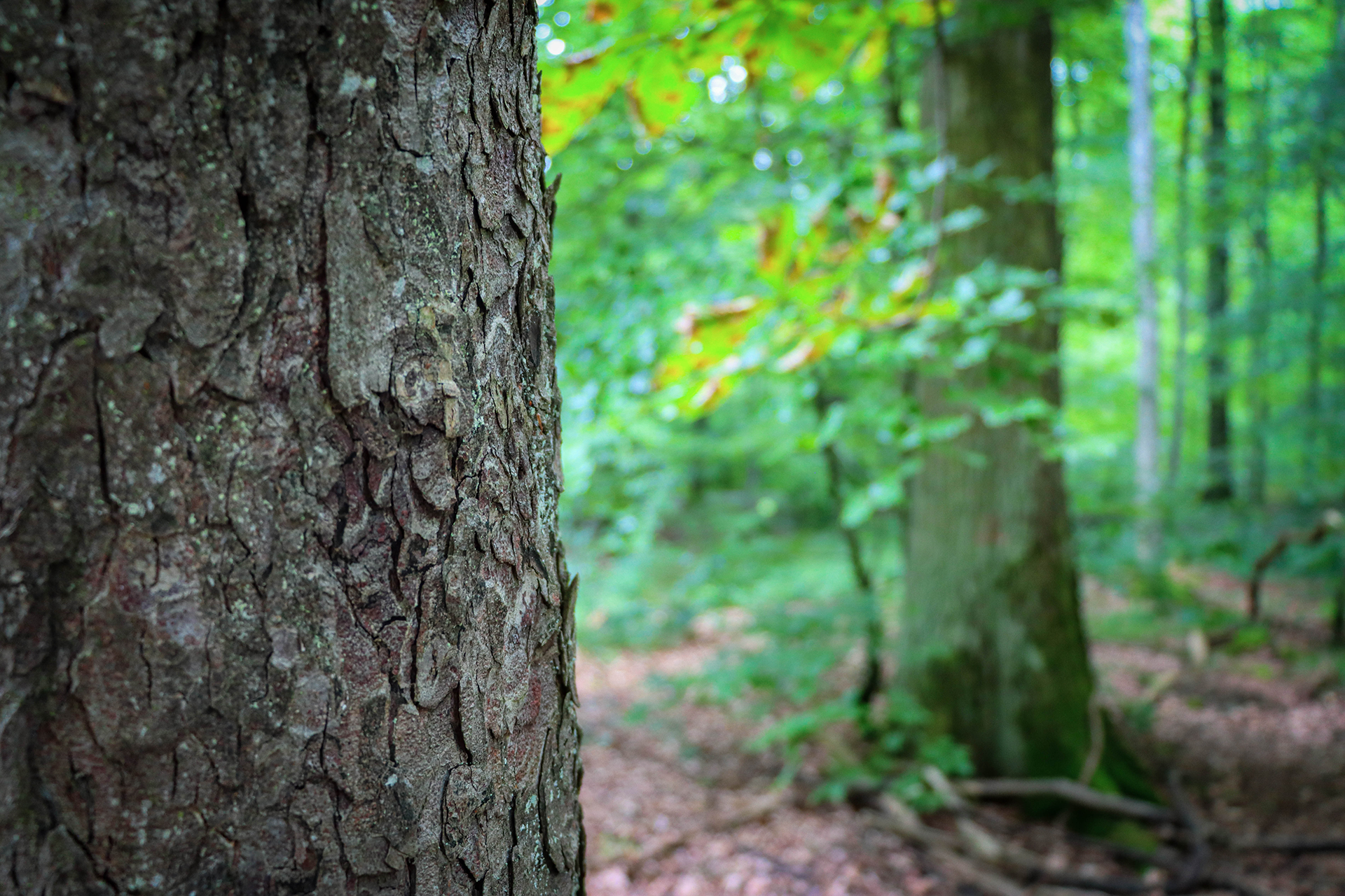 Baumstamm und Wald im Schönbuch