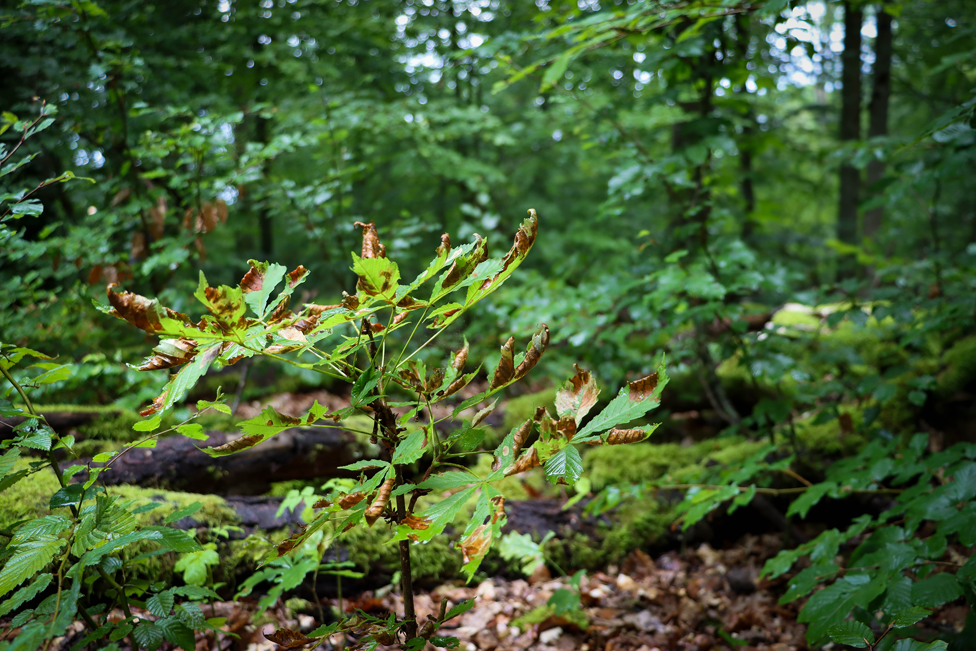 Wald und Pflanzen im Schönbuch