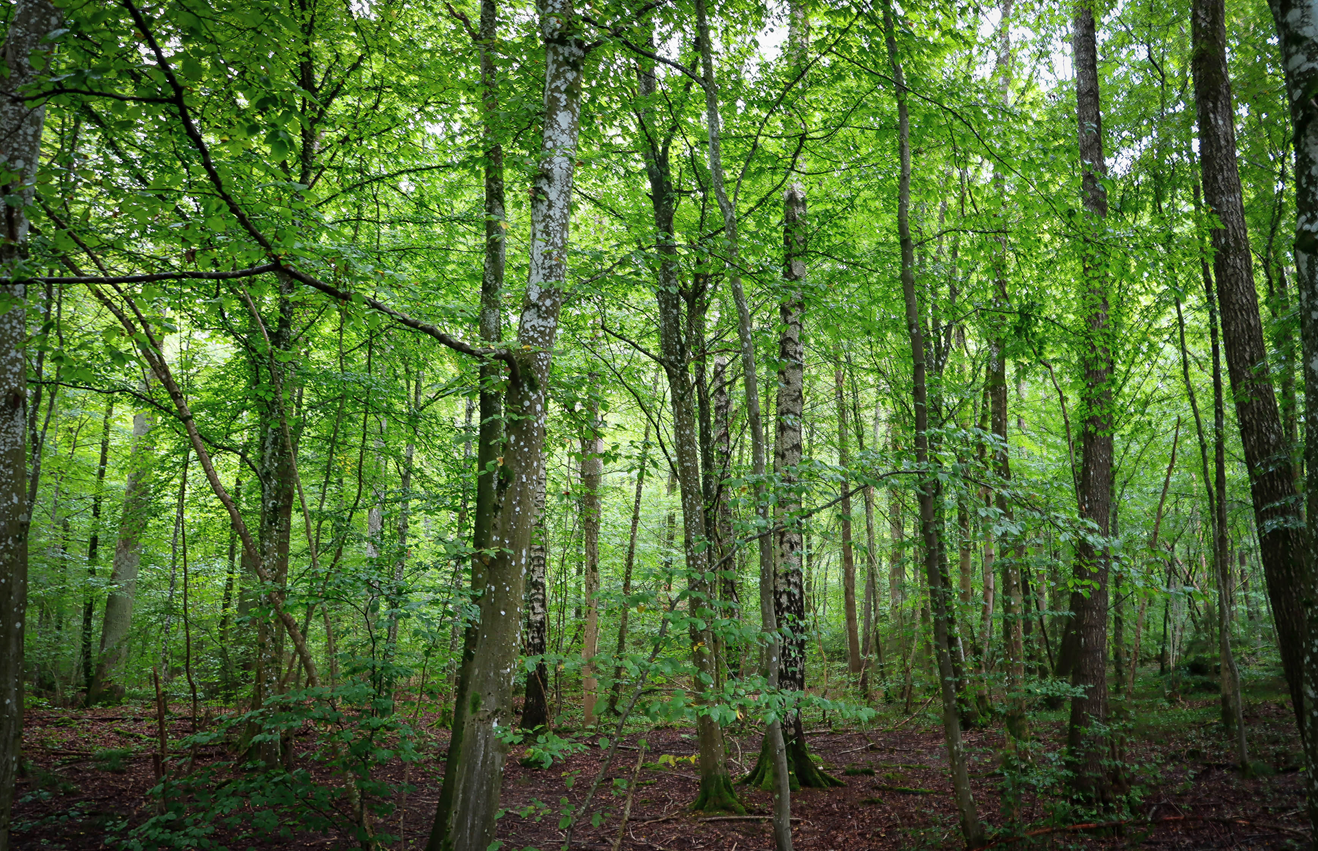 Waldstück im Schönbuch