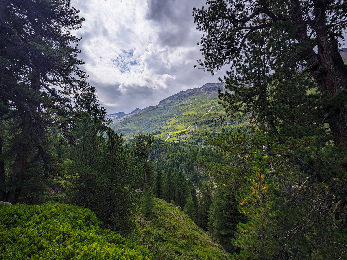 Zirbenwald bei Obergurgl in Tirol