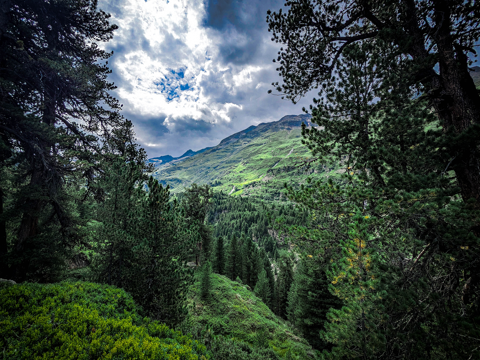 Zirbenwald bei Obergurgl in Tirol