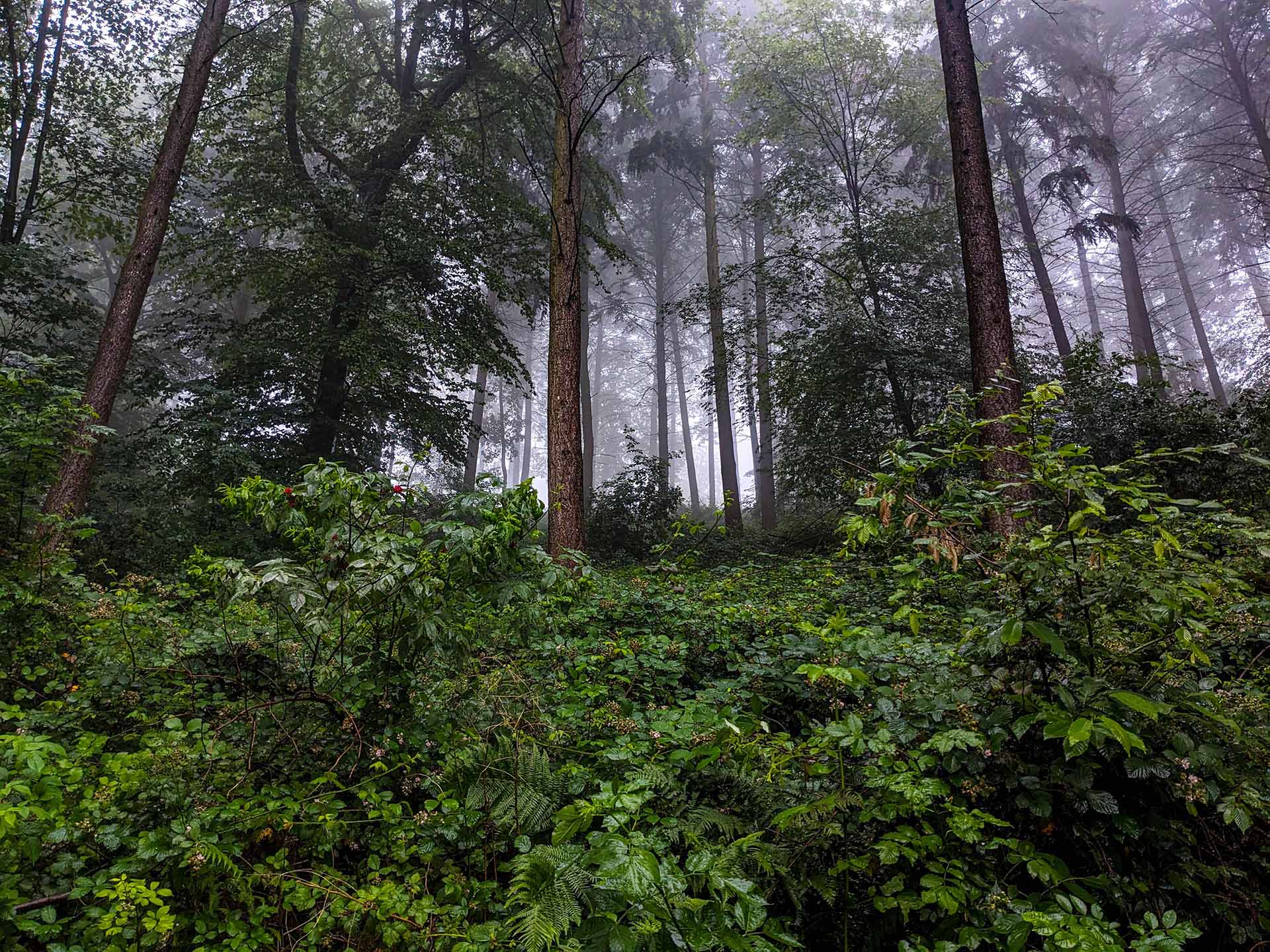 Wald an einem Hang bei Regen und Nebel