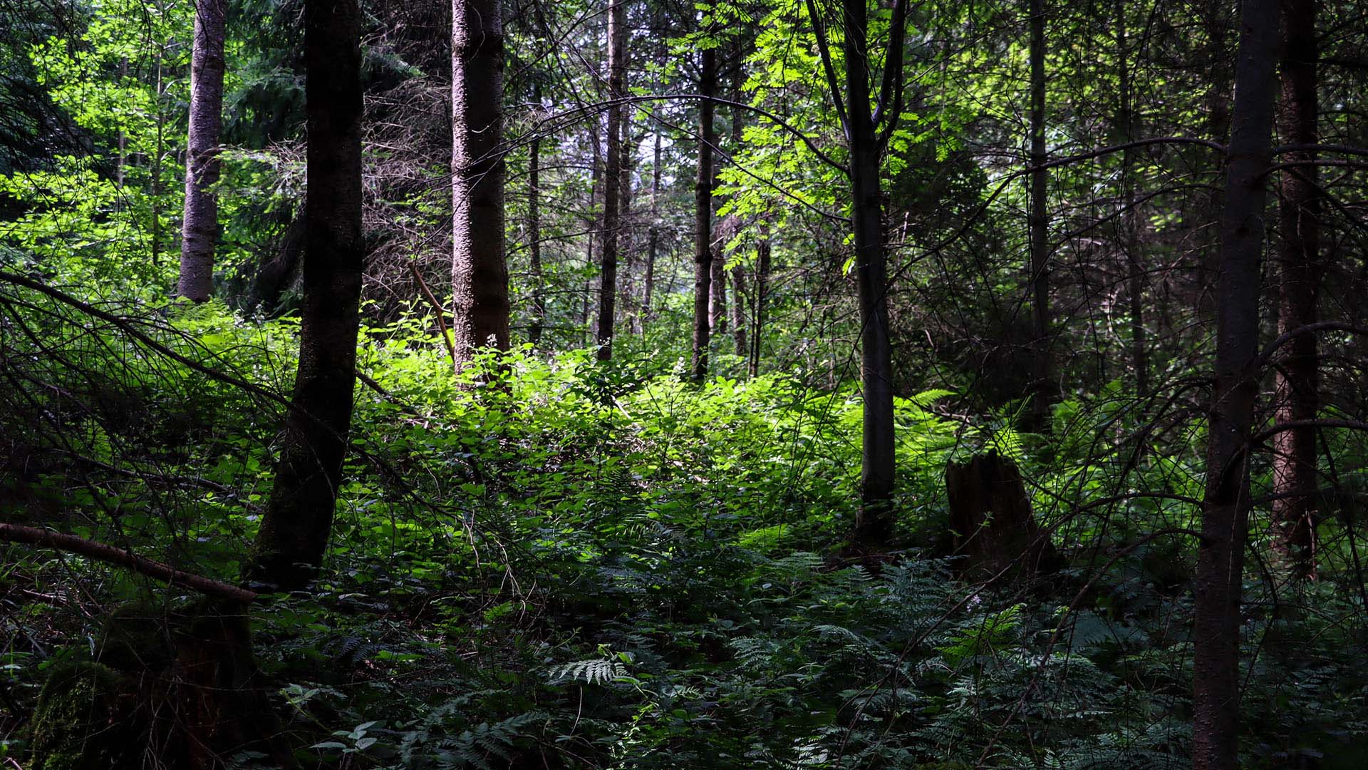 Bodenschutzwald mit dichtem Bewuchs