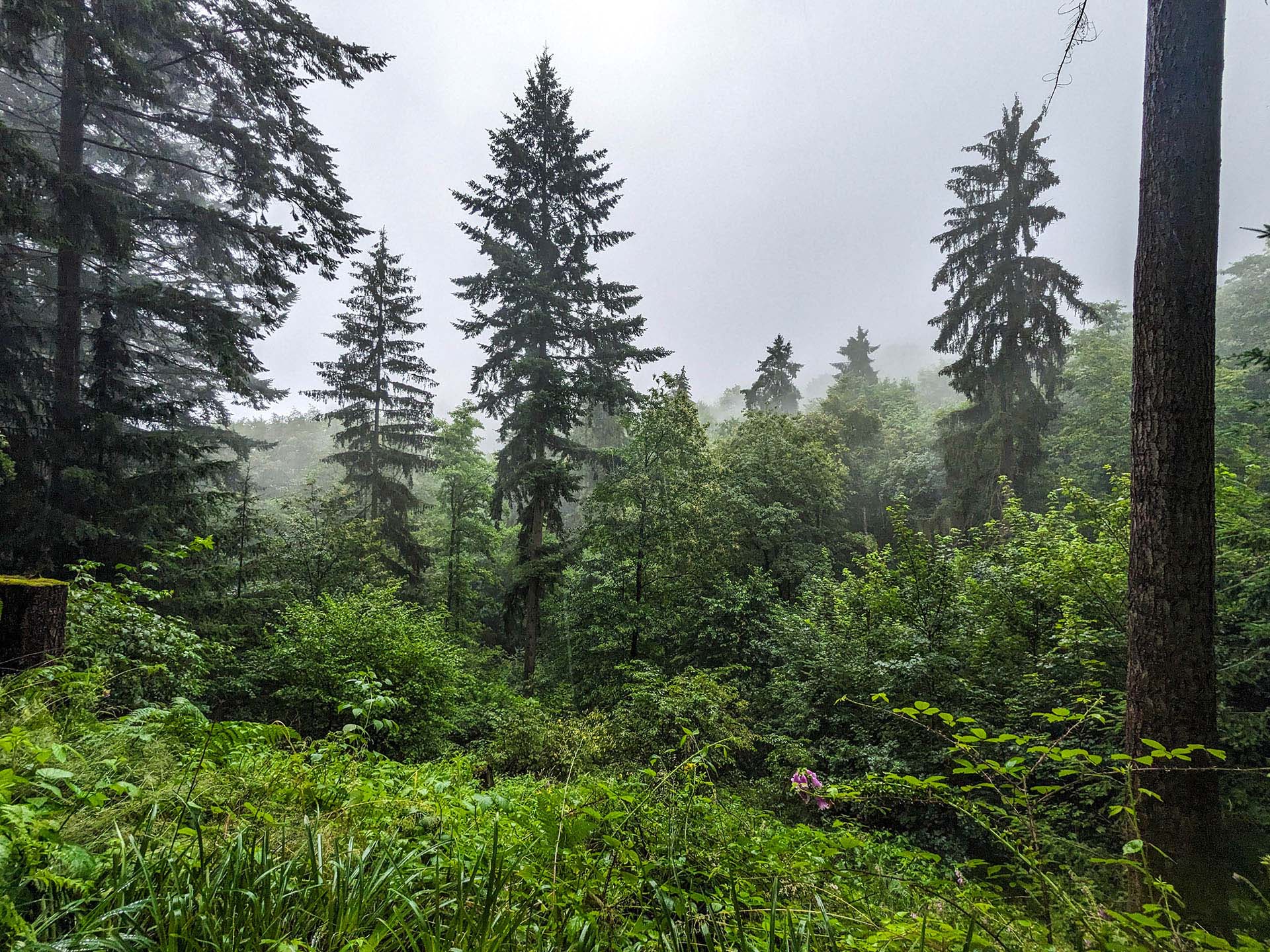 Odenwald in Baden-Württemberg bei Regen