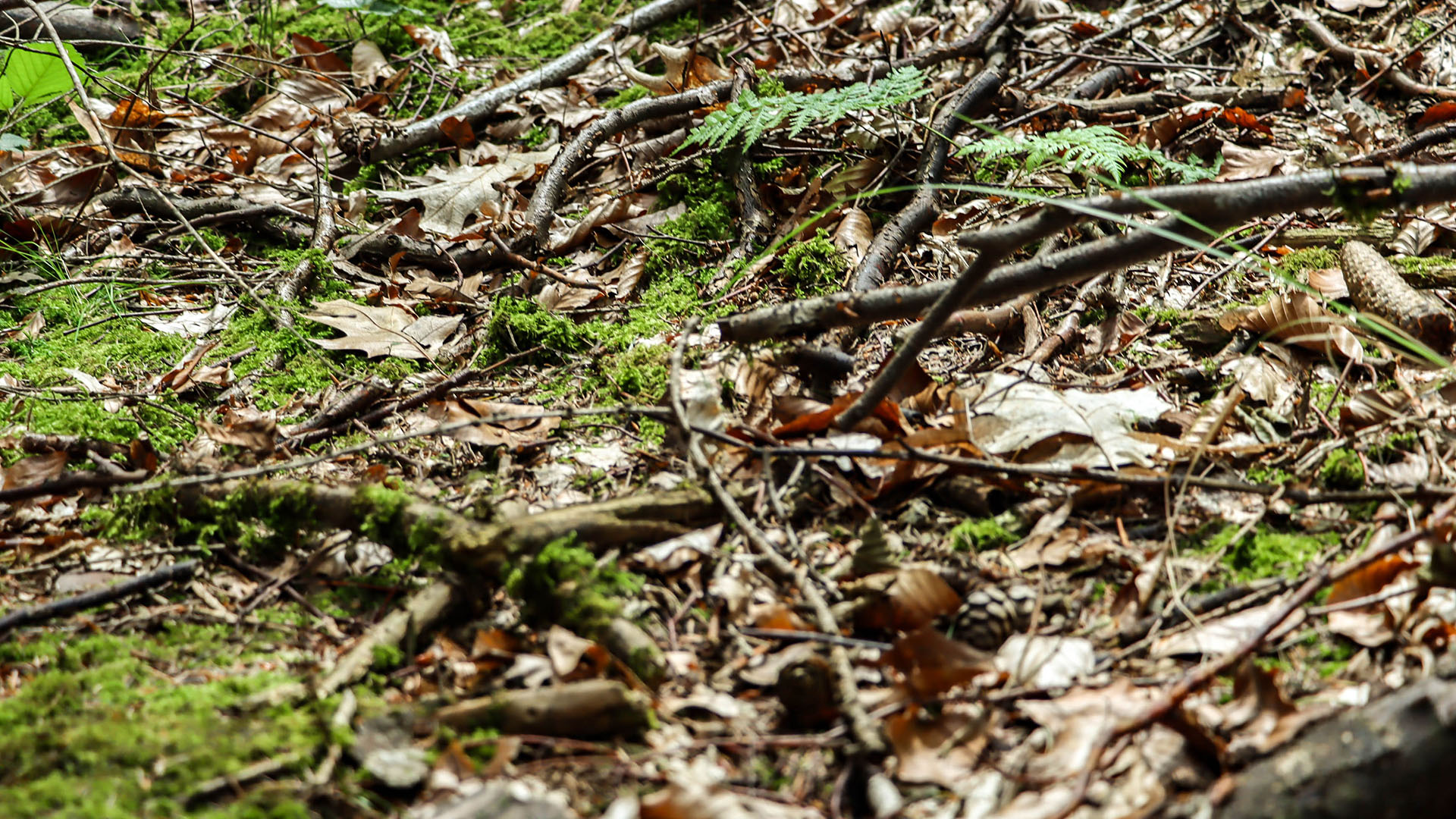 Waldboden mit Moos, Laub und Totholz