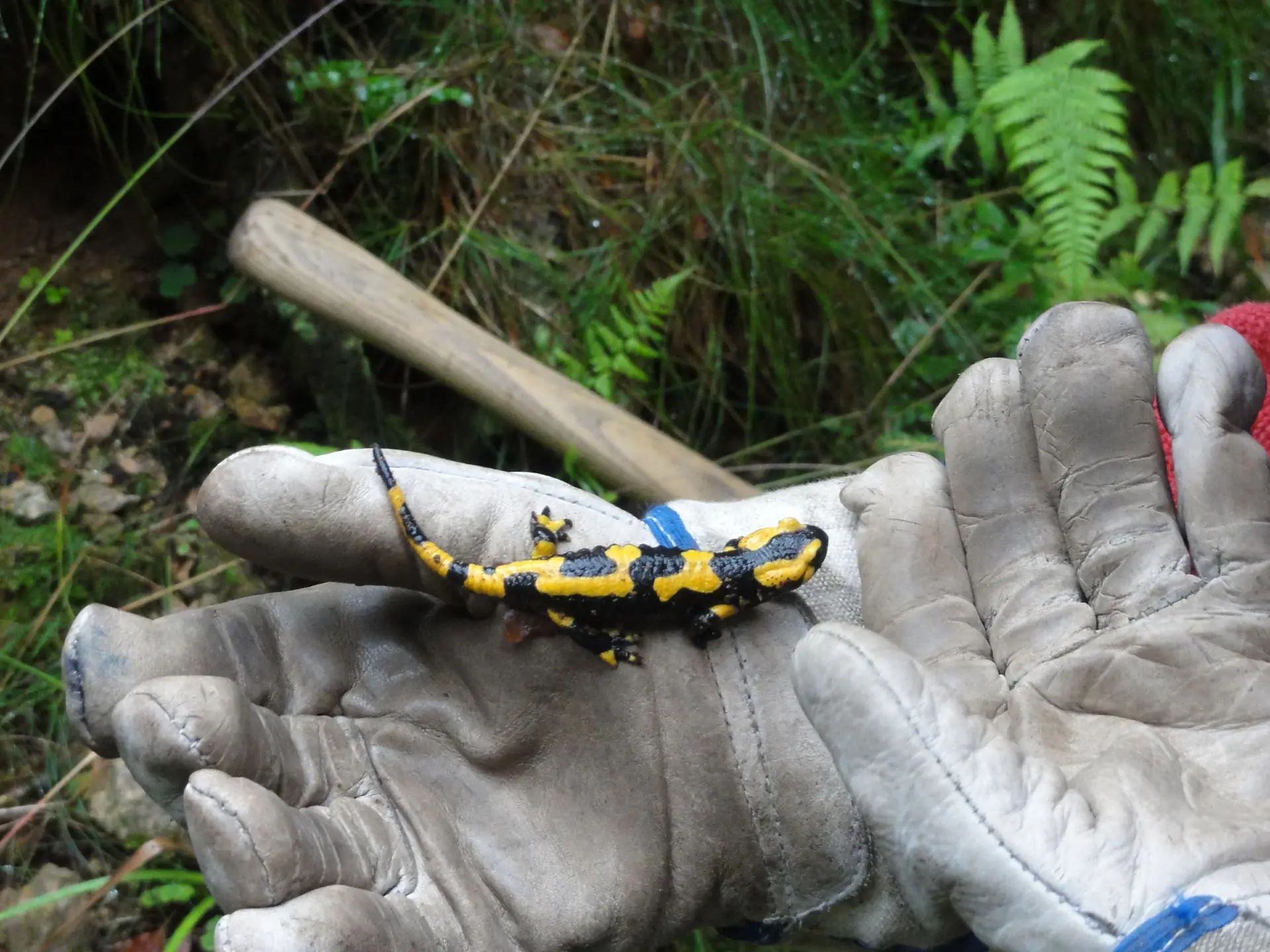 Feuersalamander