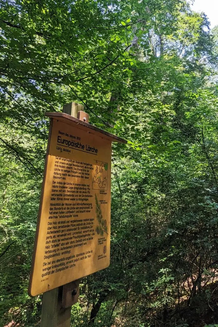 Infotafel zu Europäischer Lärche