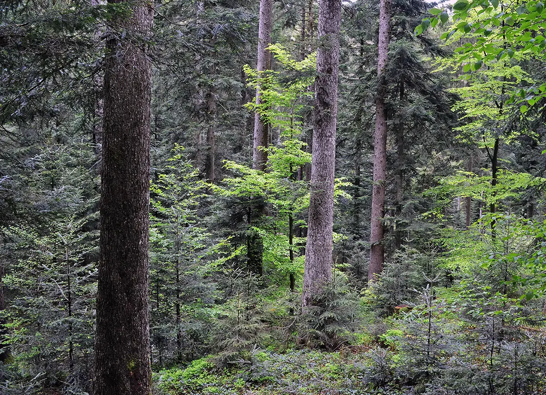 Scheidegger Plenterwald