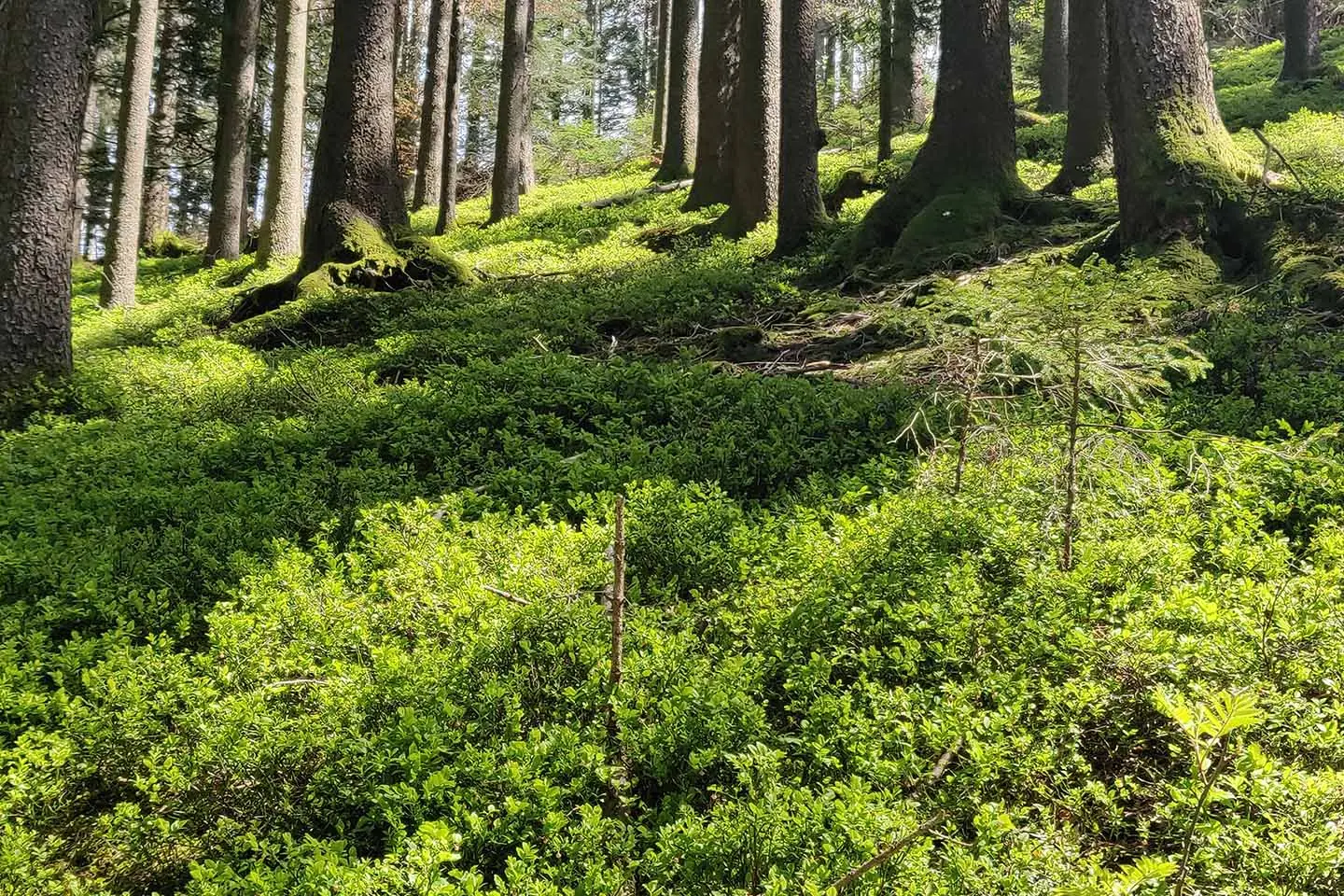 Wald mit Sträuchern am Boden im Sonnenlicht