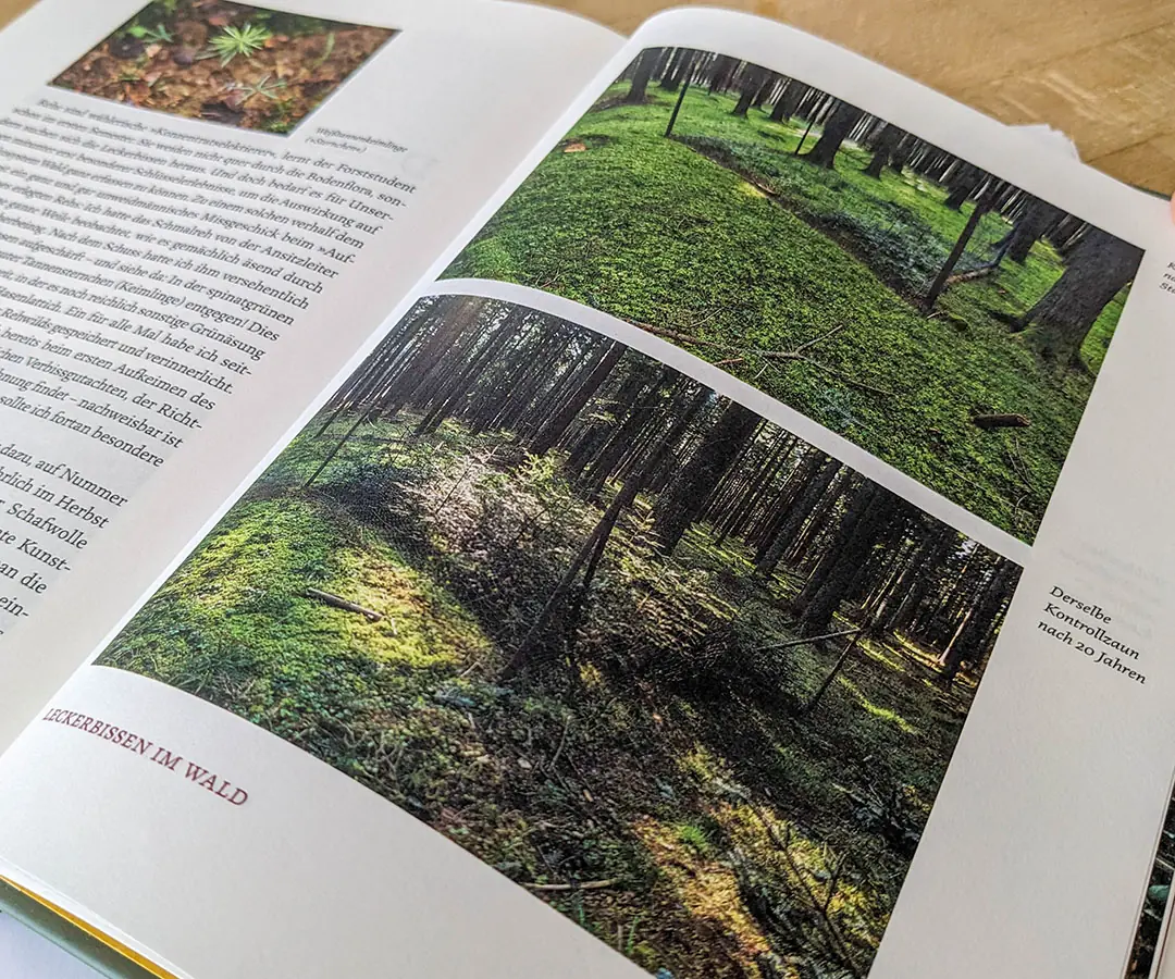 Weißtannen im Kontrollzaun