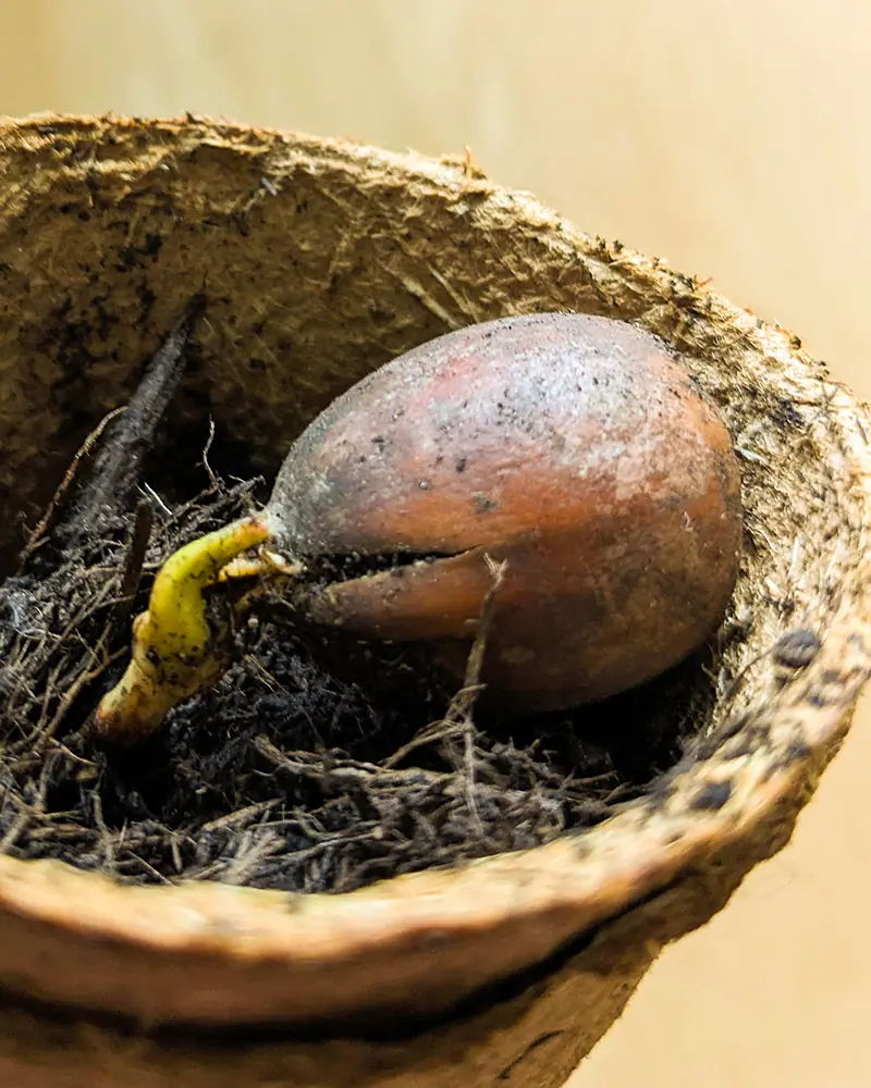 Eingepflanzte Eichel der Roteiche in einem kleinen Topf mit Erde