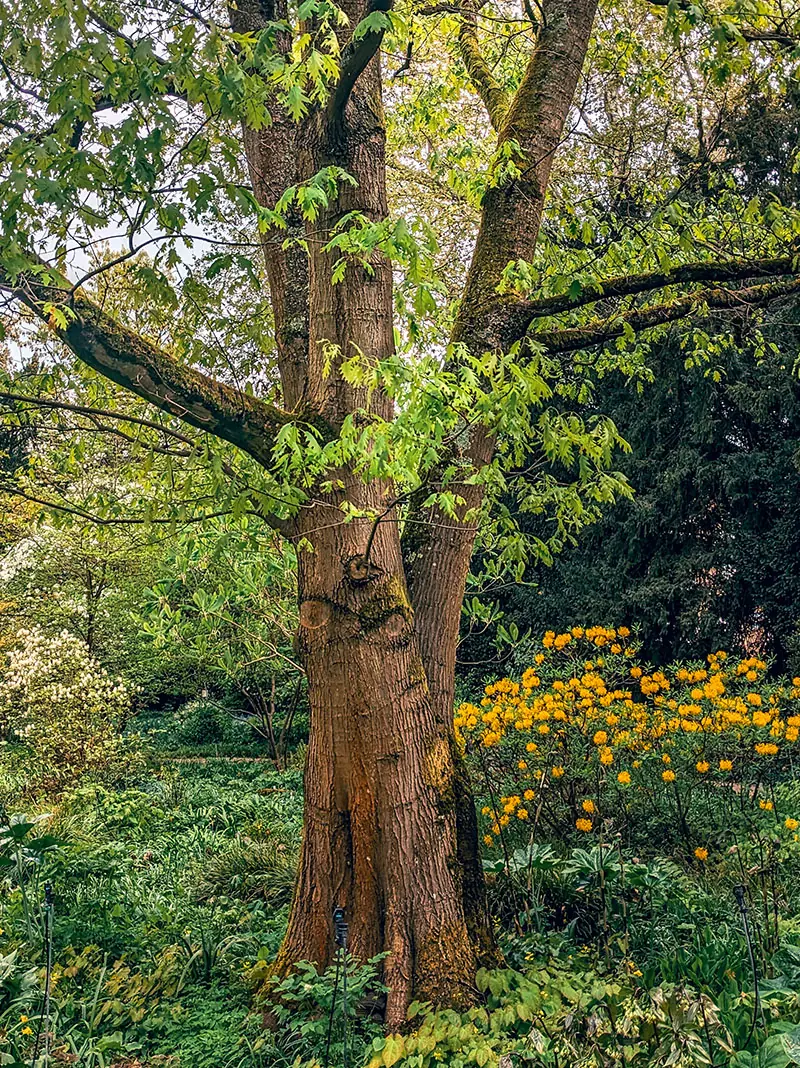 Roteiche mit frischem, hellgrünem Laub im Frühling