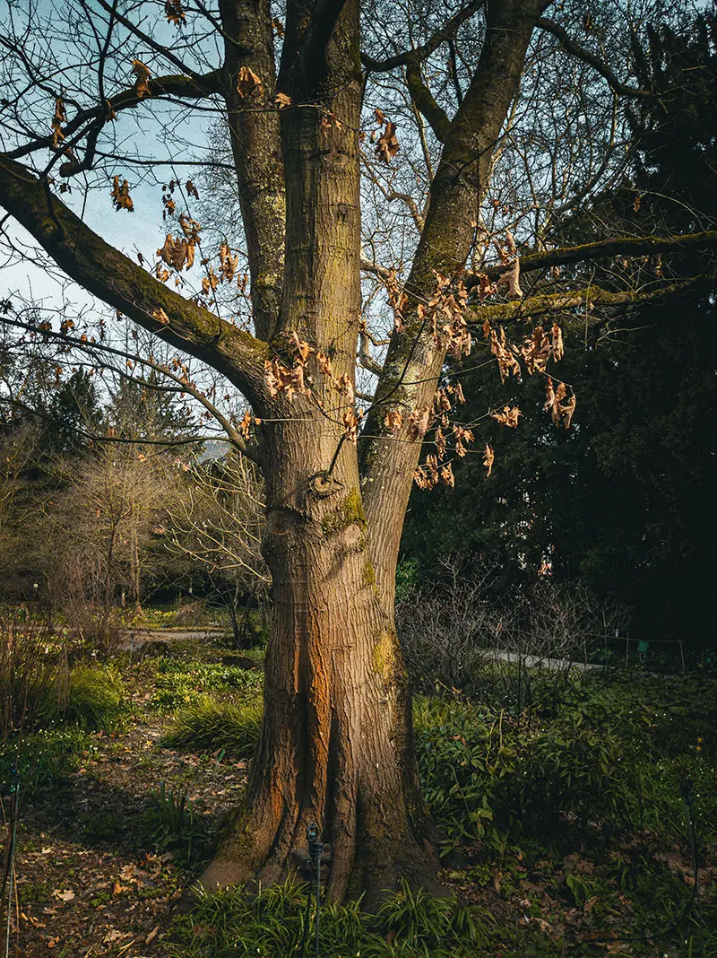 Kahl stehende Roteiche im Winter mit einigen verbliebenen braunen Blättern