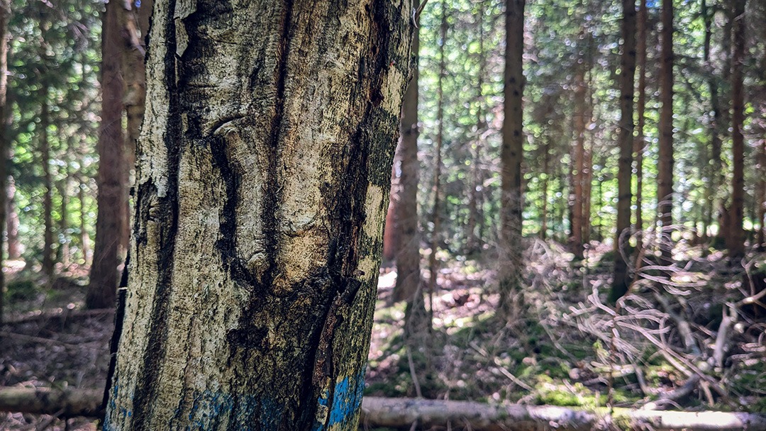 Eiche als Zielbaum im Nadelwald
