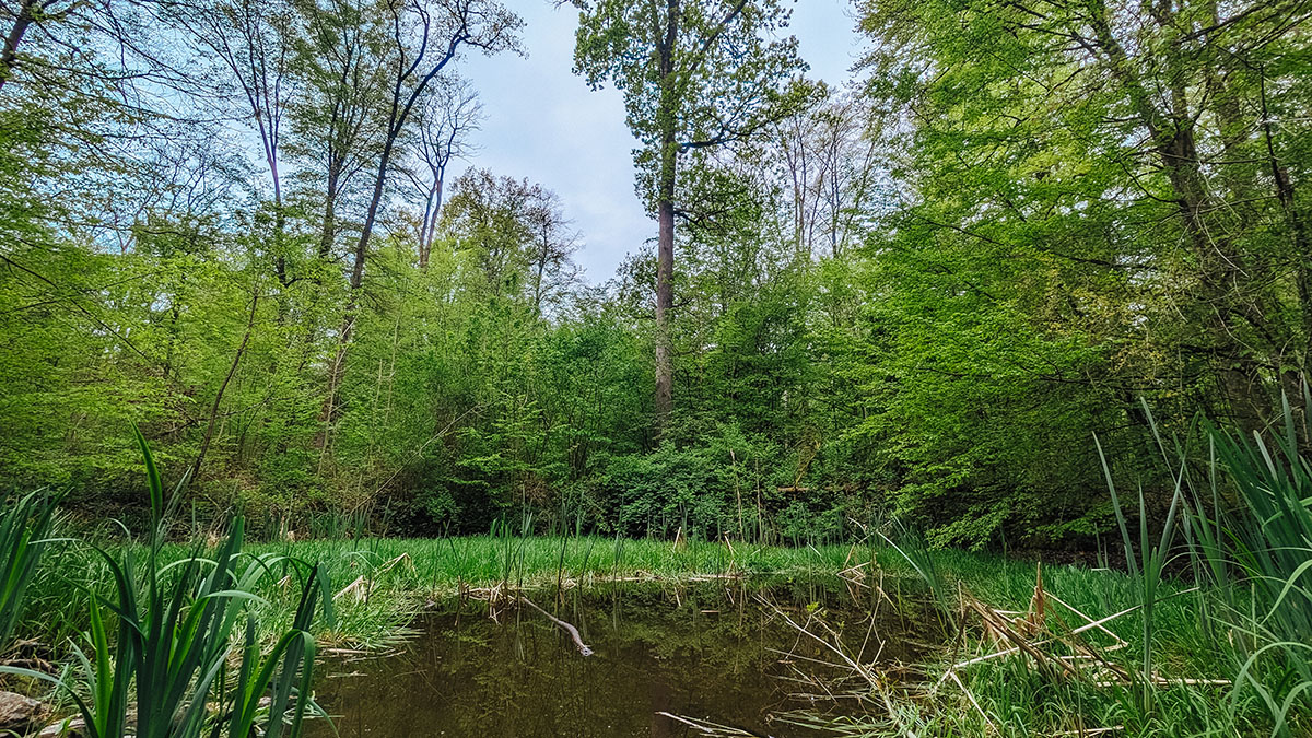 Wald-Wasserhaushalt: Stehendes Gewässer im Gemeindewald Bad Rappenau