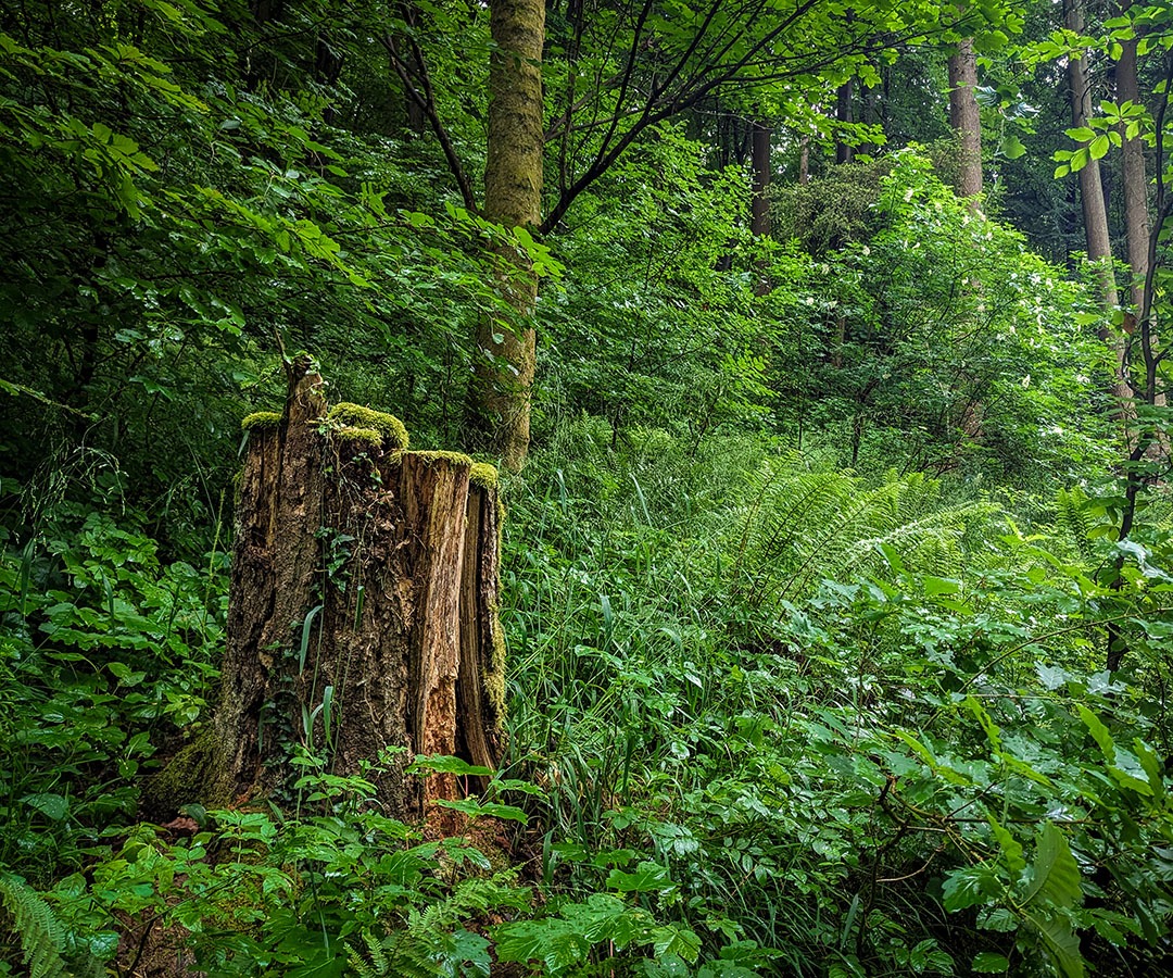 Baumstumpf mit Moosbewuchs in einem dicht bewachsenen Waldstück