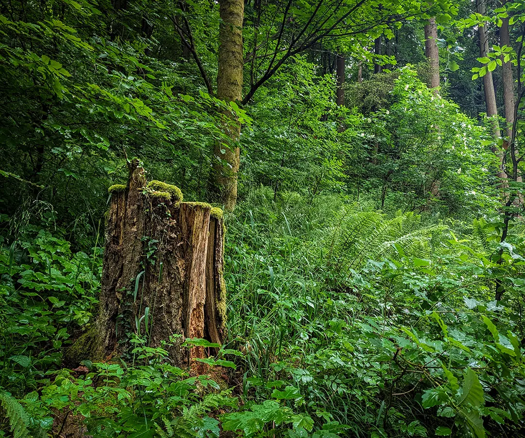 Baumstumpf mit Moosbewuchs in einem dicht bewachsenen Waldstück