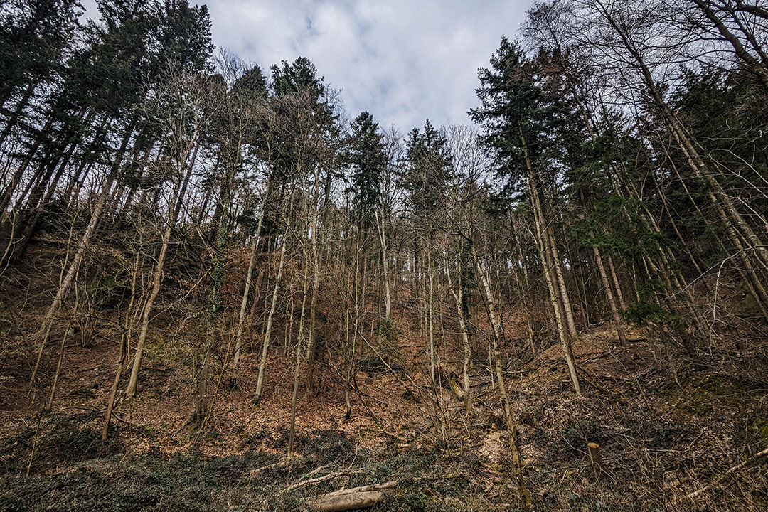 Hohe, gerade wachsende Nadelbäume