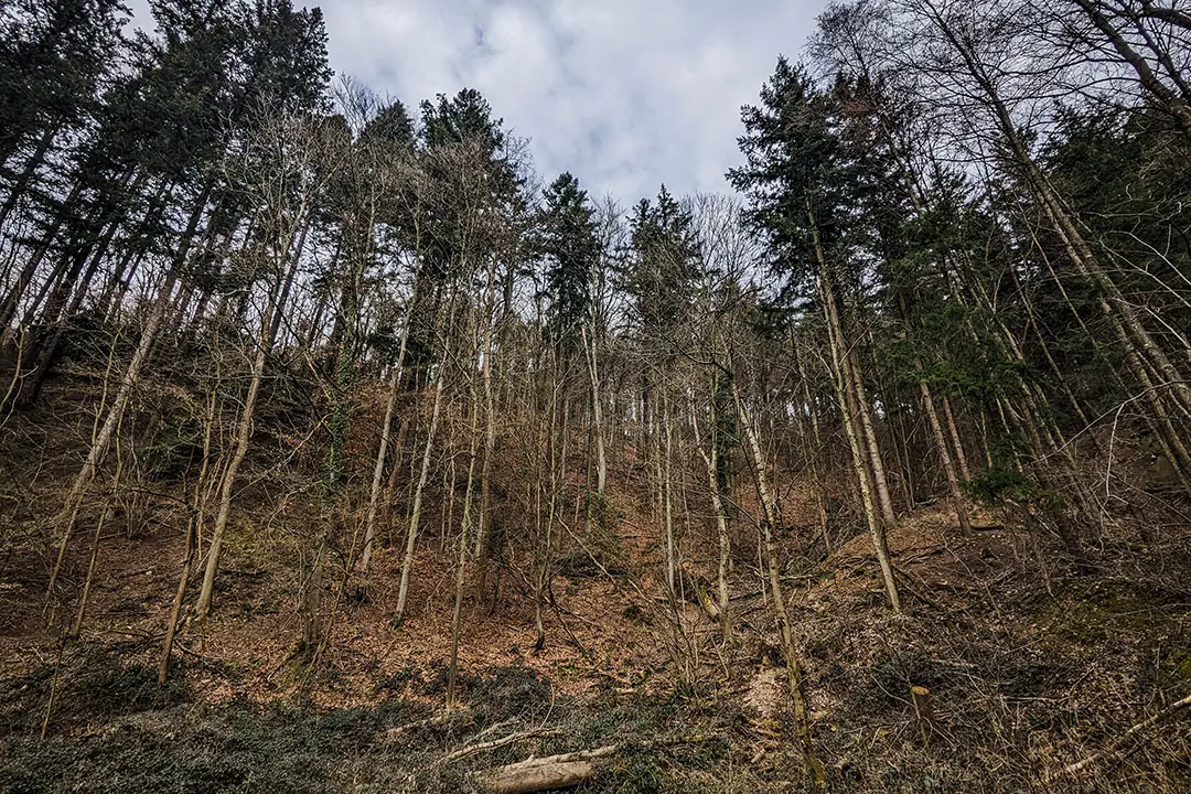 Hohe, gerade wachsende Nadelbäume