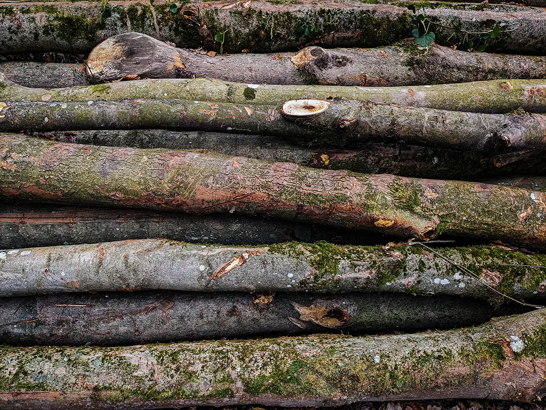 Schwaches Laubholz