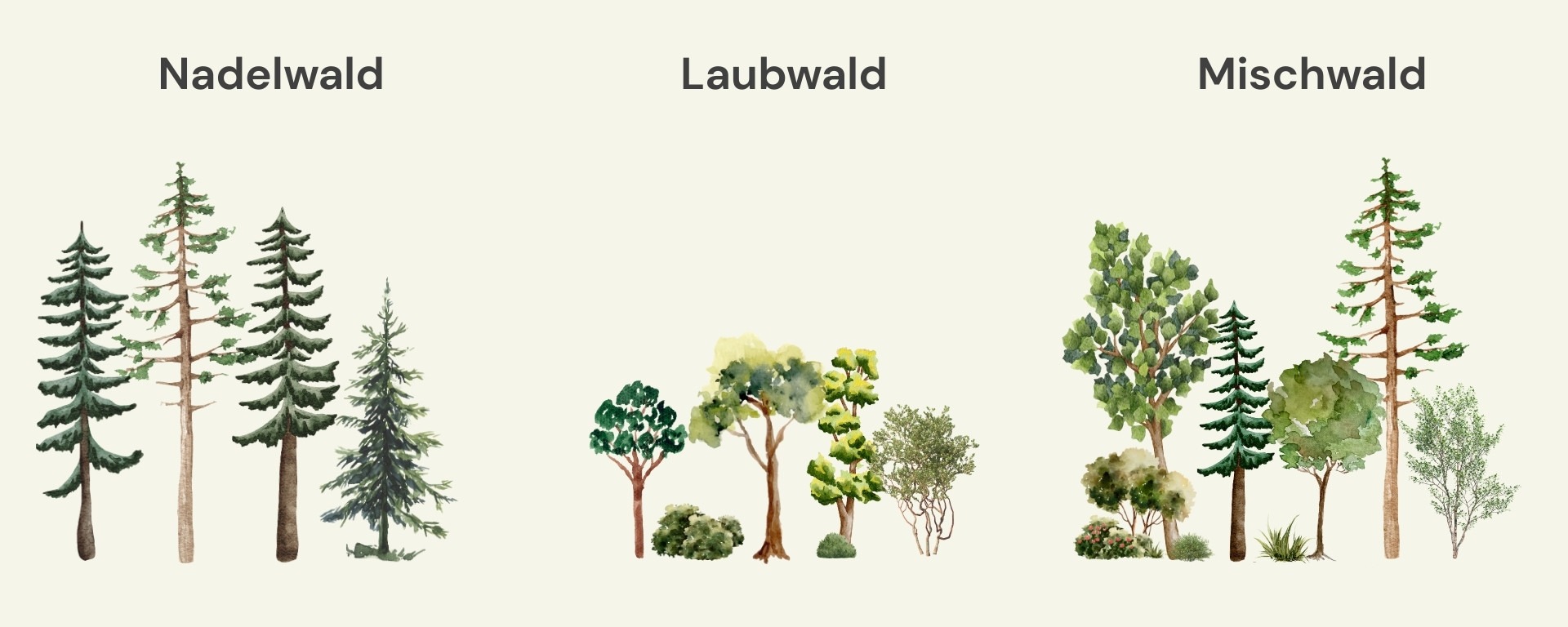 Schaubild zur unterschiedlichen Zusammensetzung von Nadelwald, Laubwald & Mischwald