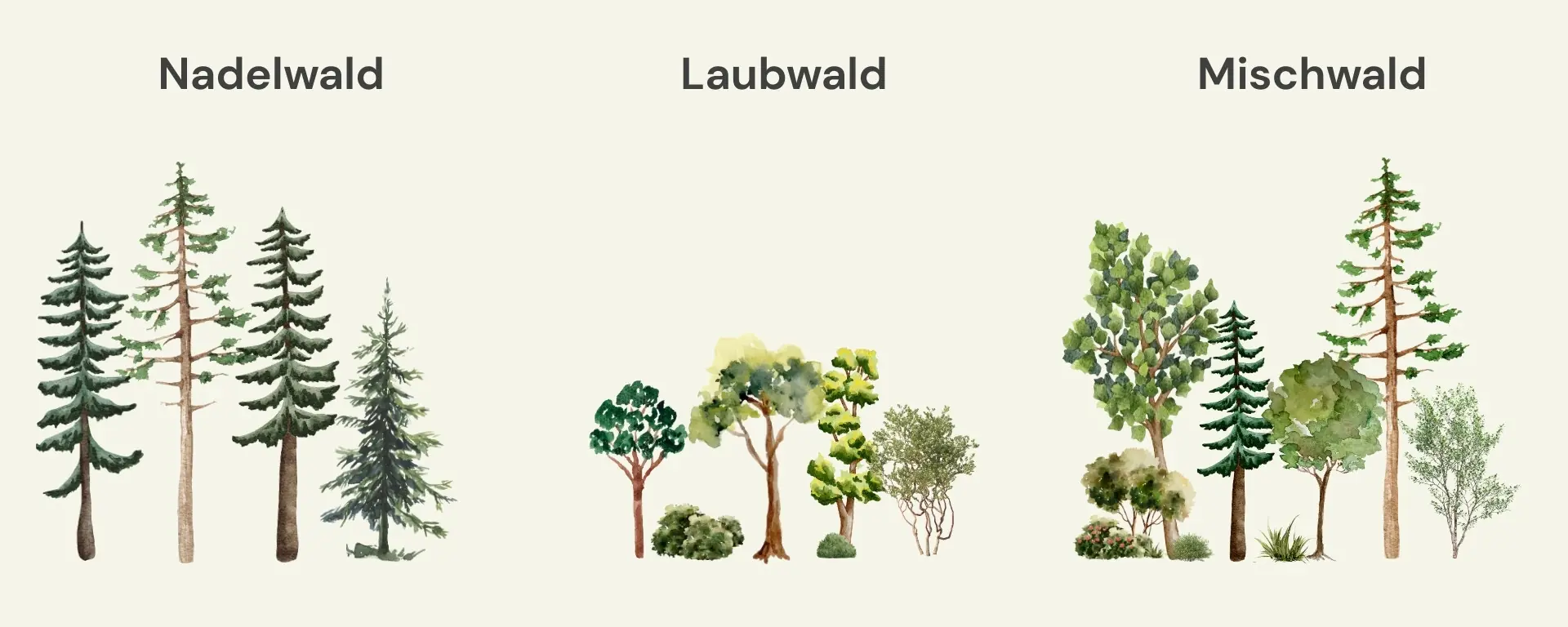Schaubild zur unterschiedlichen Zusammensetzung von Nadelwald, Laubwald & Mischwald