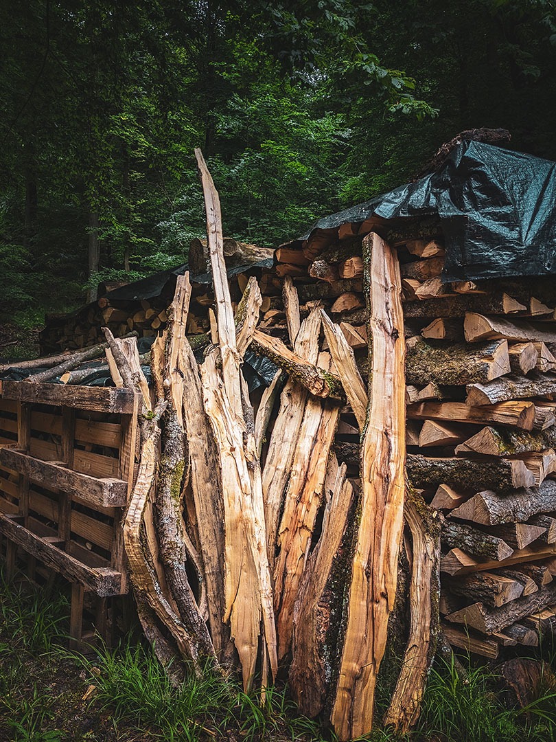 Nicht sägefähiges Holz im Wald