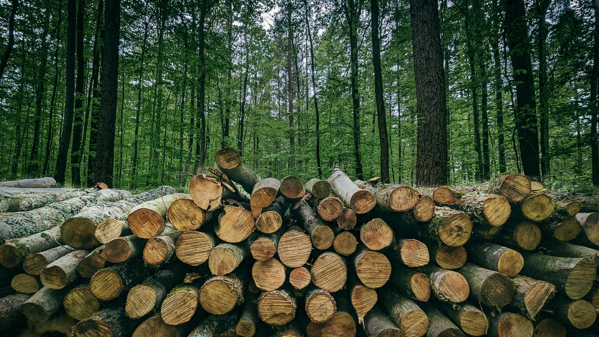 Holzstapel im Wald