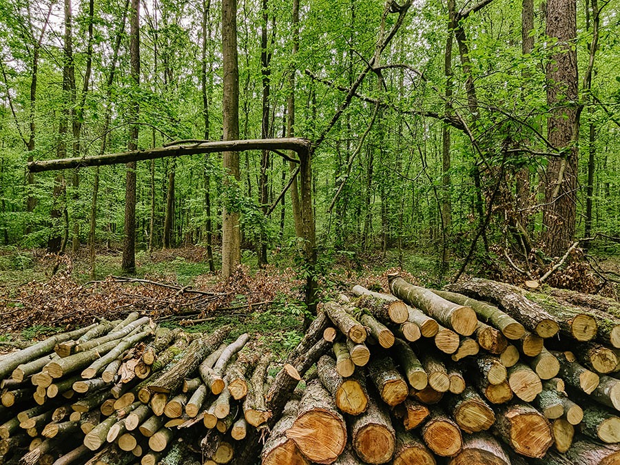 Durch Sturm geschädigte Bäume vor geernteten Holzstücken im Wald