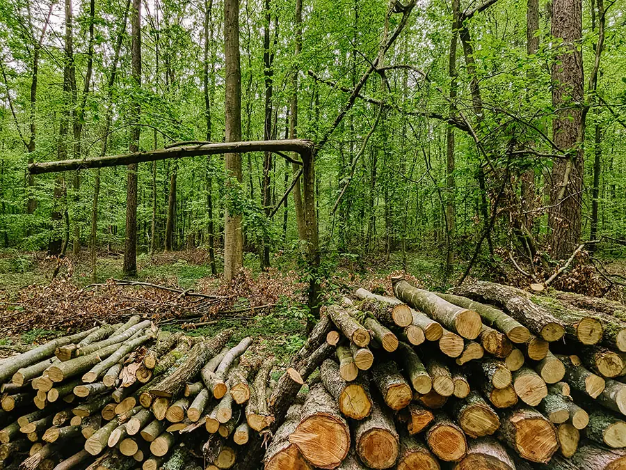 Durch Sturm geschädigte Bäume vor geernteten Holzstücken im Wald