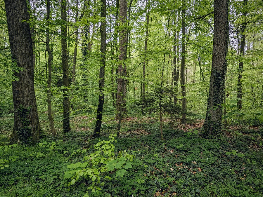 Mehrschichtiger Mischwald