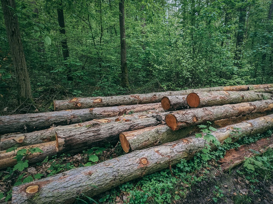 Stammholz im Wald