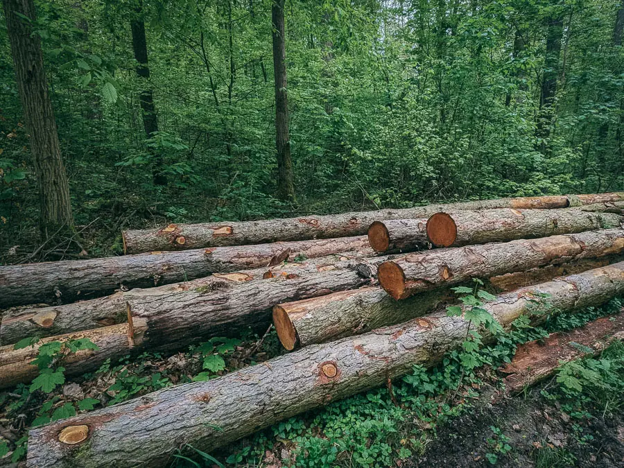 Stammholz im Wald
