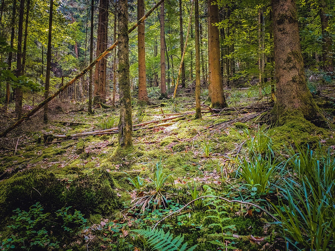 Waldstück mit Bodenvegetation durch gezielte Durchforstung