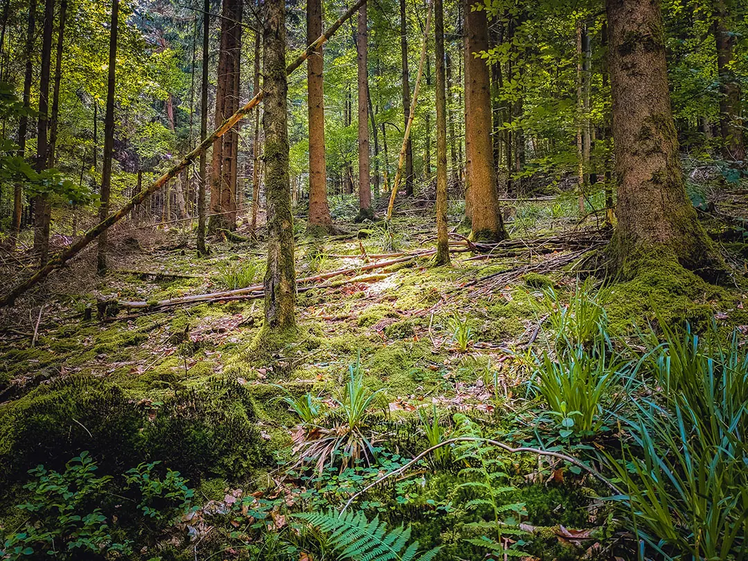 Waldstück mit Bodenvegetation durch gezielte Durchforstung