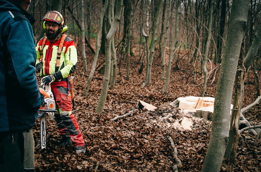 Baumstumpf nach Fällung einer Buche