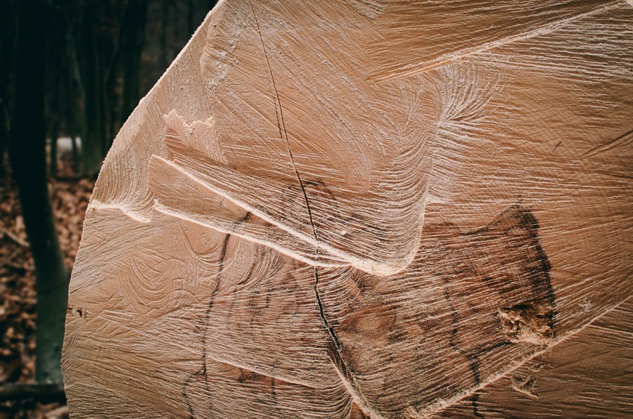 Rotkern im Inneren einer gefällten Buche