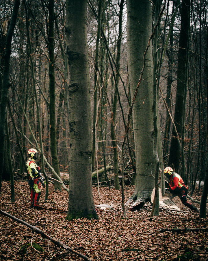 Forstwirte bei der Baumfällung