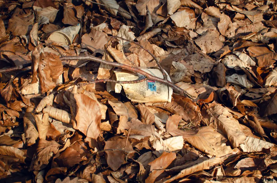 Pappbecher zwischen Laub im Wald