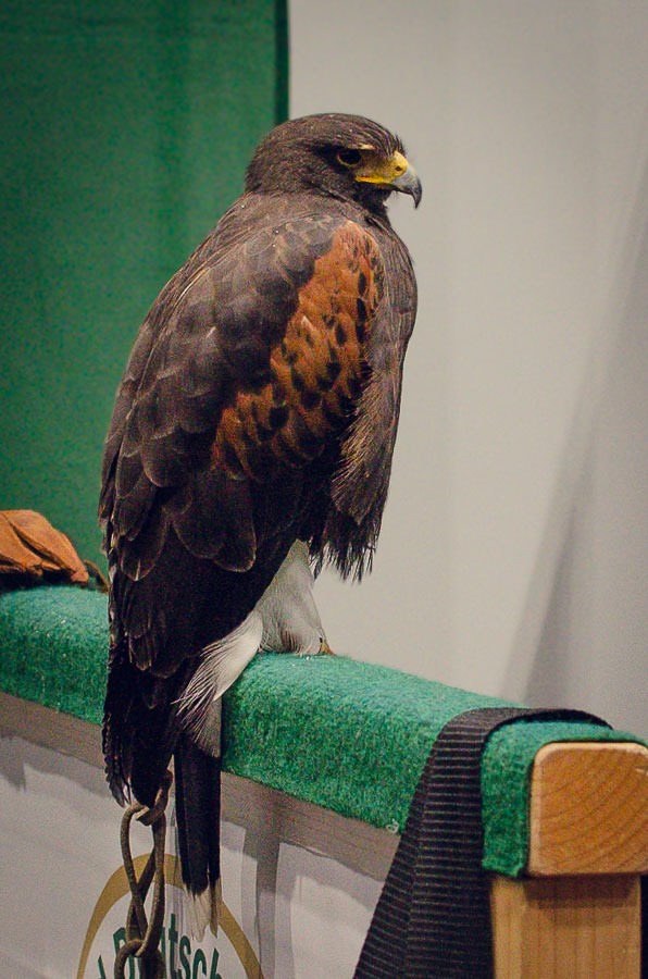 Wüstenbussard auf der FORST live 2026