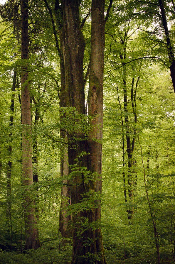 Forstrevier Buch am Ahorn