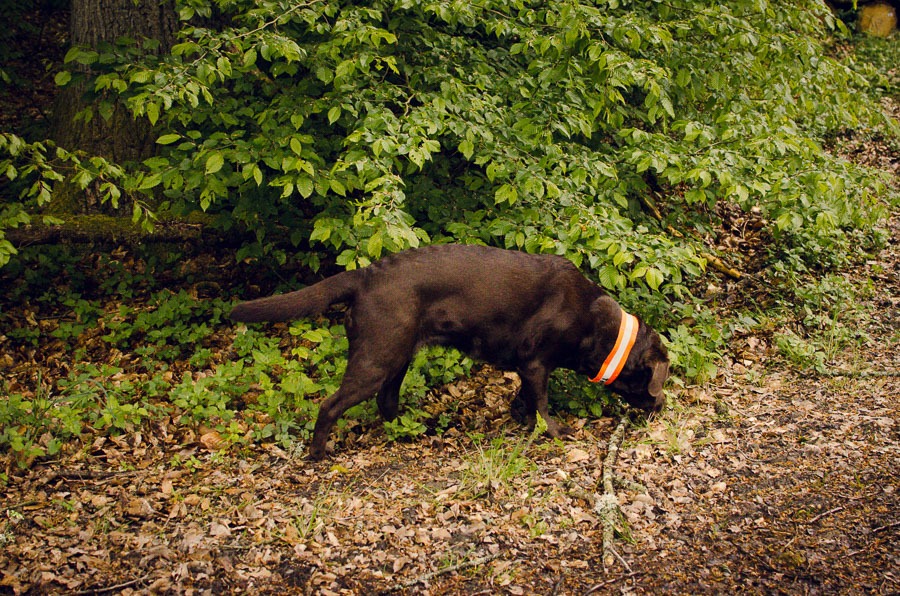 Hund im Wald bei Ravenstein