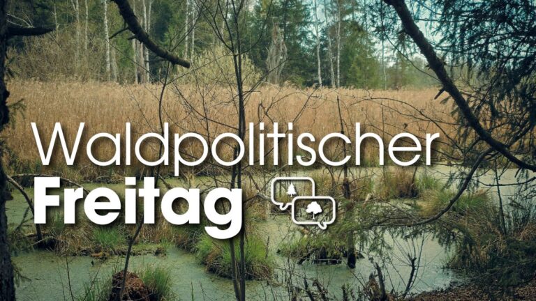Titelbild zur Veranstaltung Waldpolitischer Freitag zum Thema "Waldnaturschutz im Klimawandel"