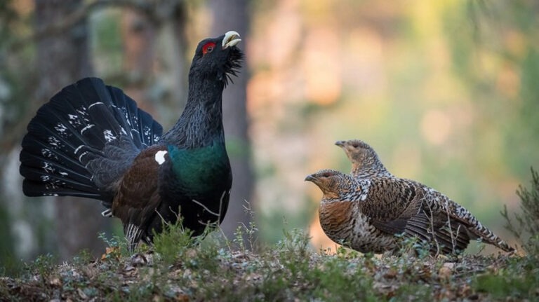 Auerhuhn im Schwarzwald