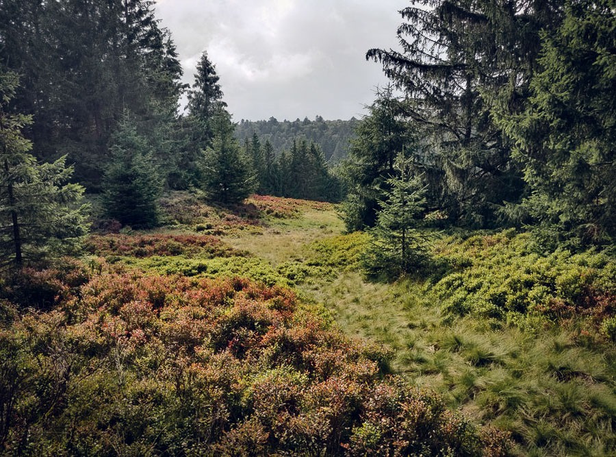 Auerhuhnhabitat im Schwarzwald
