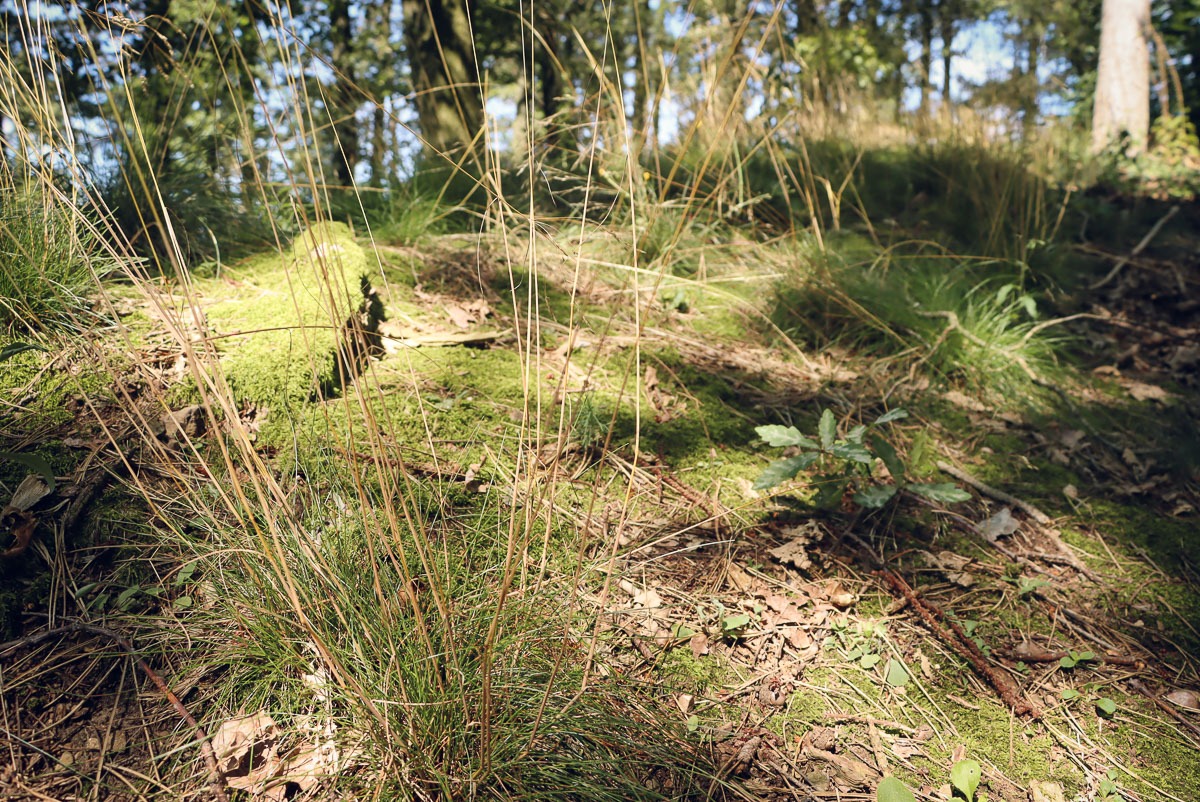 Waldboden in Baden-Württemberg im Sommer