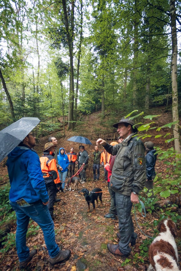 Waldrefugium im Forstrevier Rebland, Baden-Baden