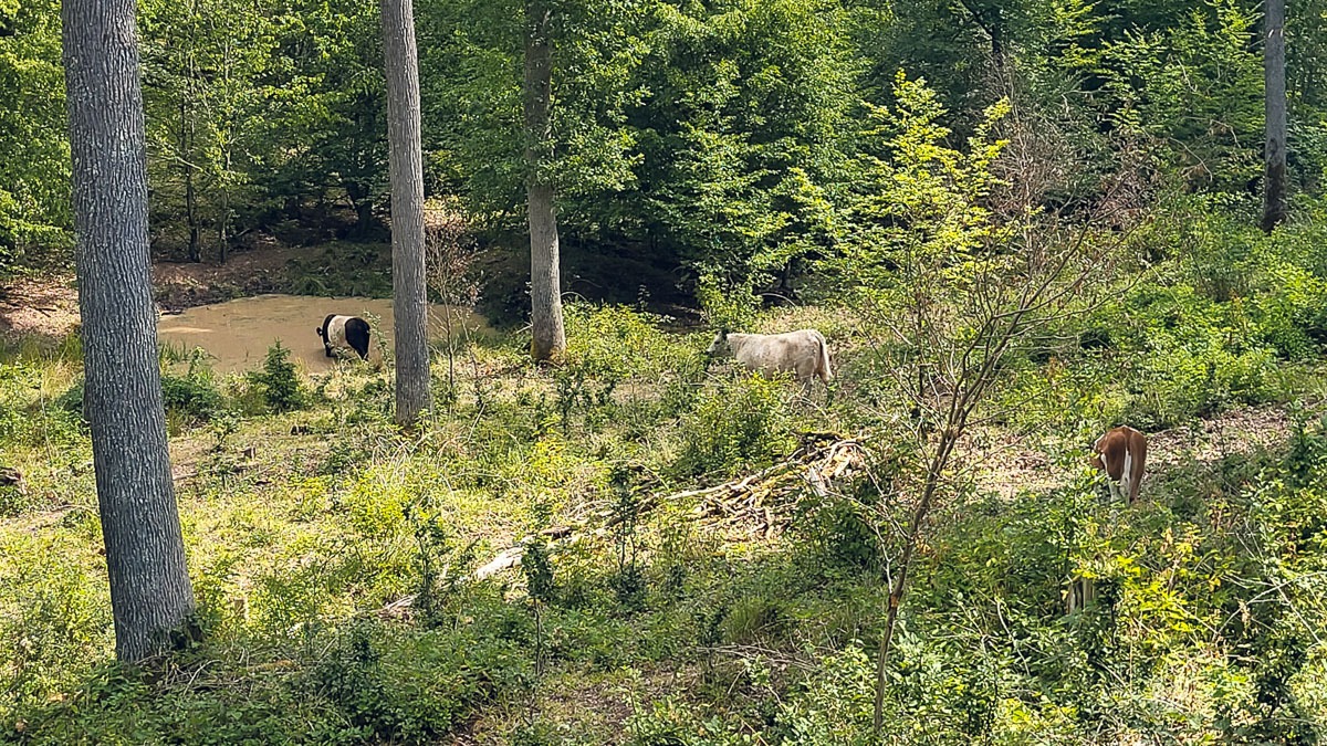 Waldweide im Stadtwald Herrenberg