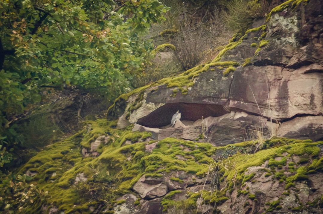 Wanderfalke in einem Steinbruch